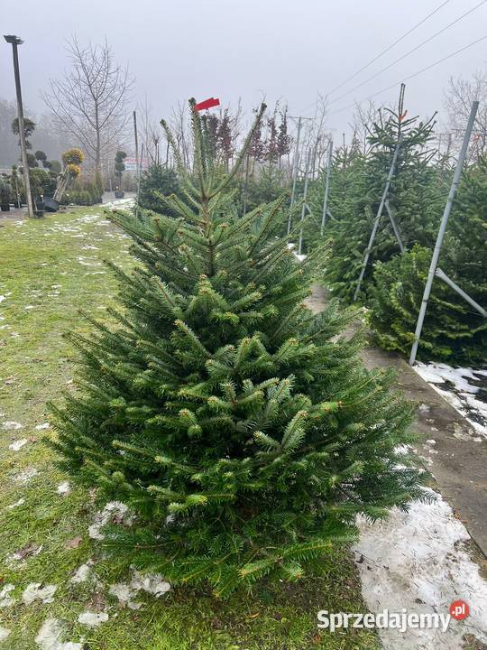 Jodła Kaukaska cięta Choinka na Święta Możliwość Rośliny Długołęka