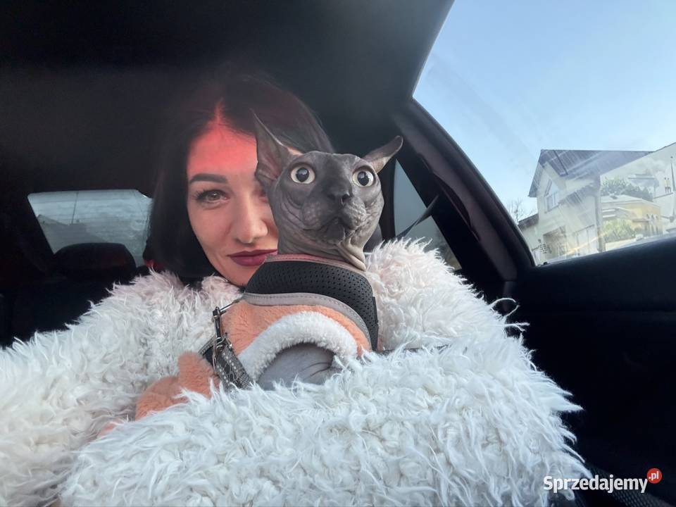 Sfinks kanadyjsky Grodzisk Mazowiecki