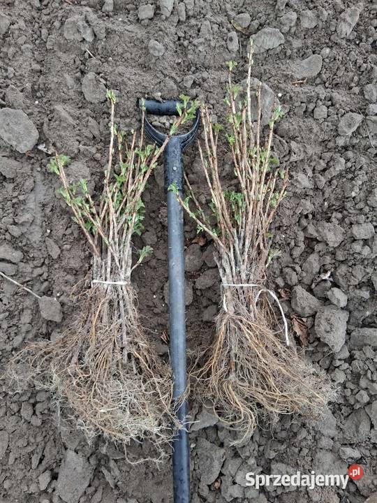 Porzeczka czarna czerwona sadzonka sztobry lubelskie Puławy