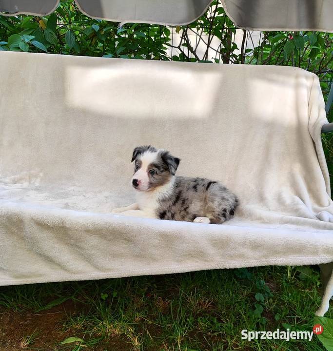 Suczka Border collie blue merle z rodowodem z Pozostałe Rymanów