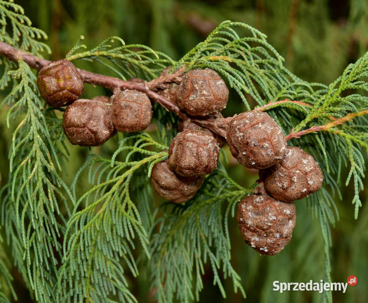 CYPRYS BUTANOWY Cupressus cashmeriana NASIONA kujawsko-pomorskie Lubanie