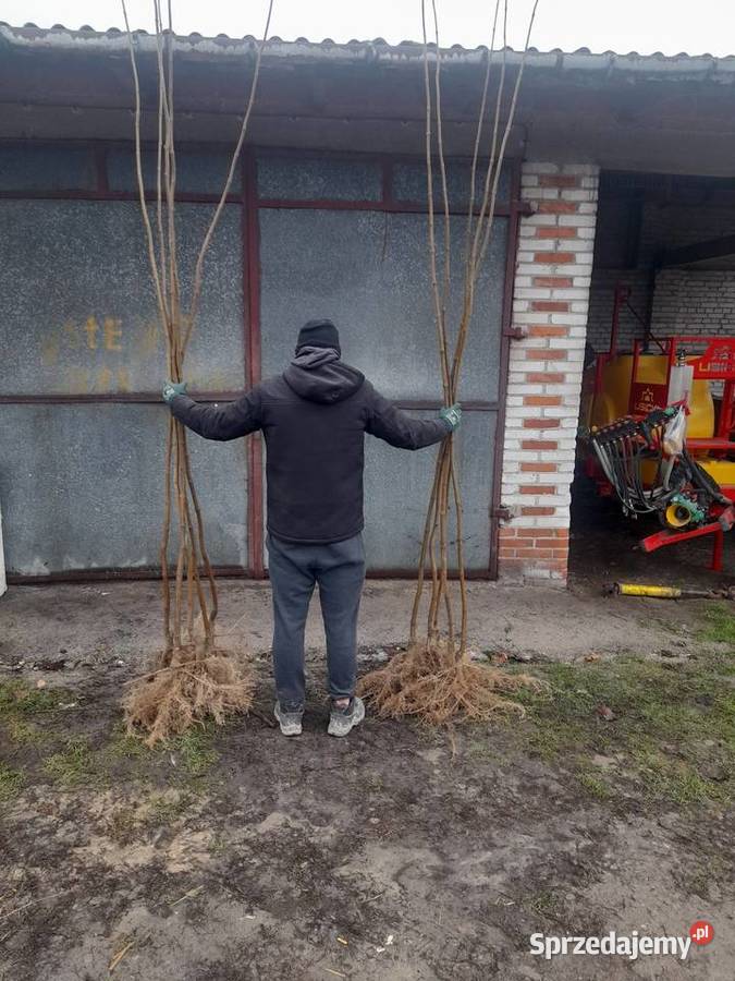 Modrzew klon katalpa morwa Chrząchów