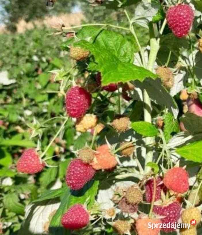 Sadzonki malin polka polana glen jesienne i Owocowe Nowy Wiśnicz