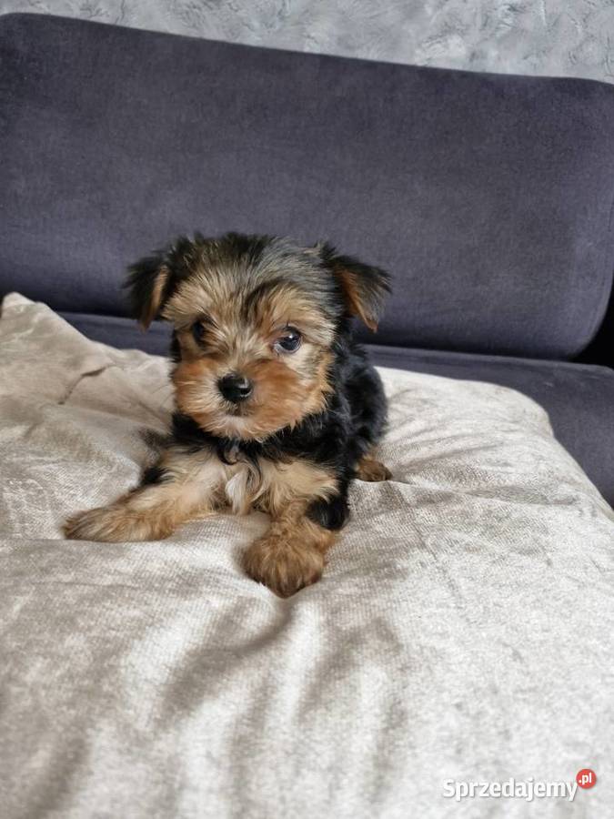 Yorkshire terrier sprzedam piesek i suczkę Morąg
