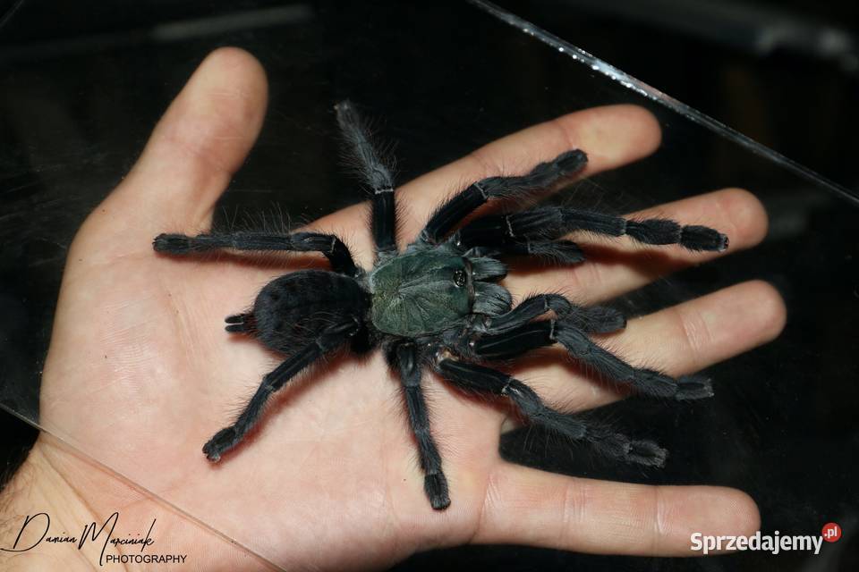 Cyriopagopus sp Valhalla L3 NS Kraków