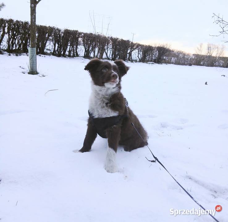Border collie czekoladowo białe Zwierzęta Toruń