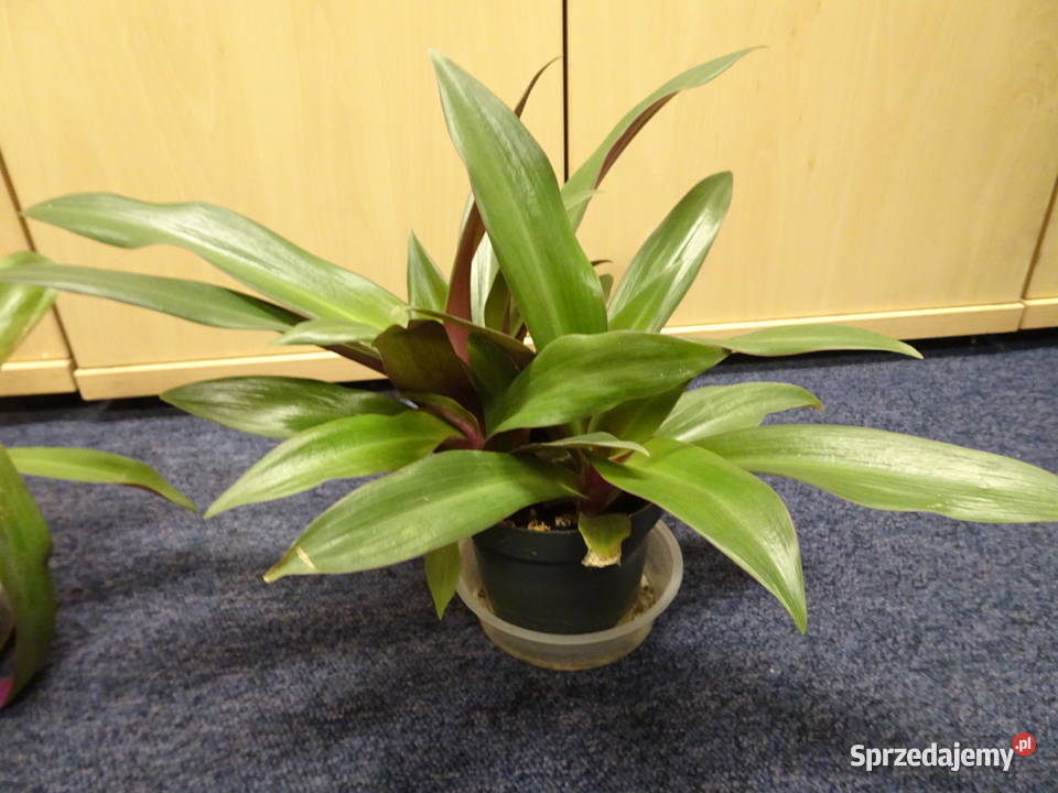 reo meksykańskie mazowieckie Warszawa sprzedam