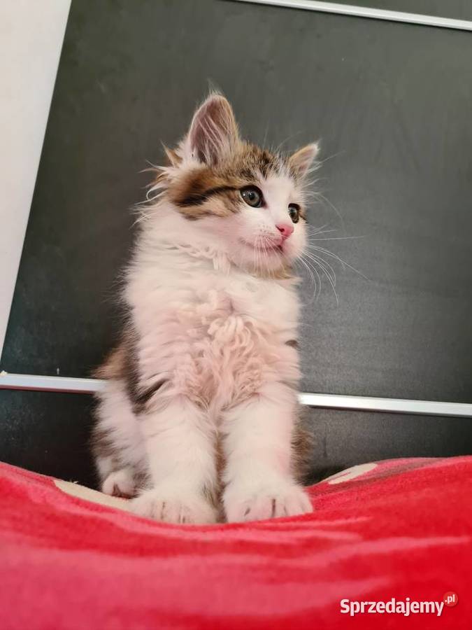 Maine Coon Drygulec sprzedam