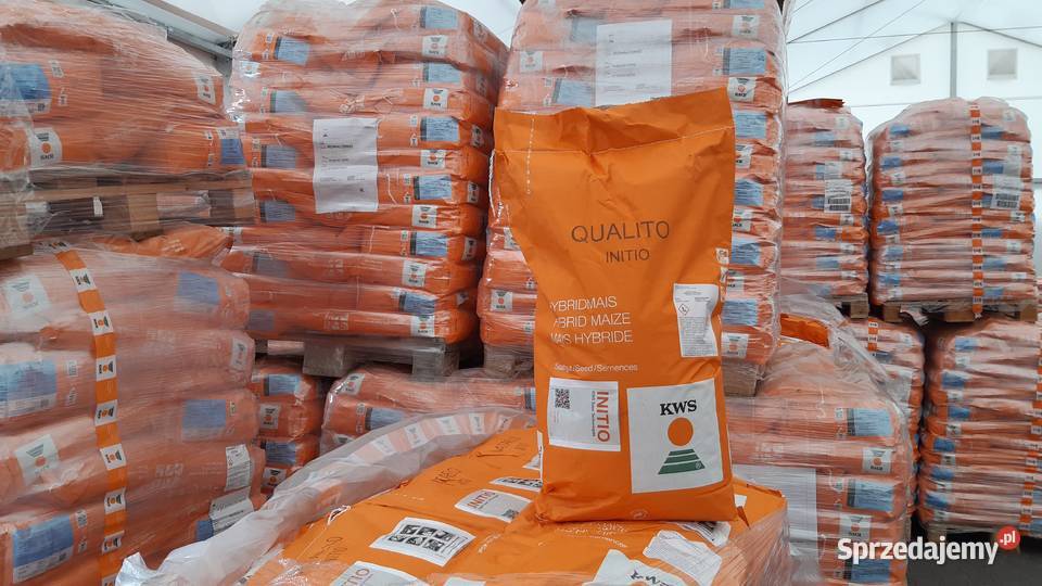Kukurydza Aldo opak 50 000 nasion KWS Ujazd
