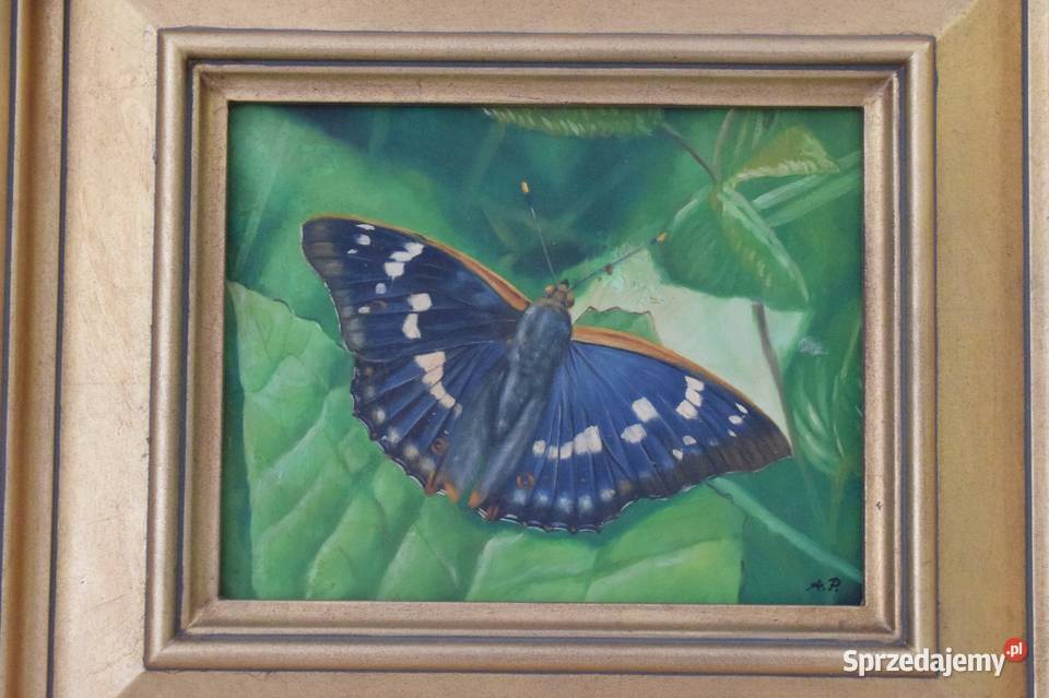 Kolorowy Motyl Motylek Na Liściu Natura Obraz Antyki, Sztuka, Kolekcje małopolskie Kraków sprzedam