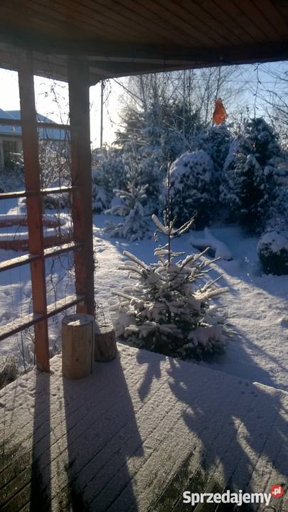dom z dużym ogrodem Janikowo