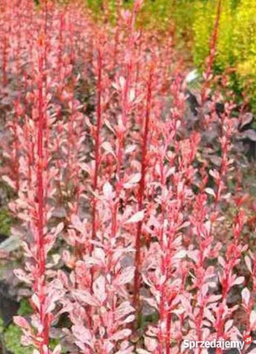 Berberis Thunbergii Rosy Rocket Kolumnowy Bydgoszcz