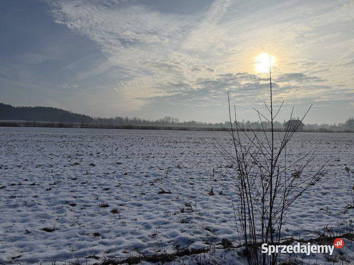 Duża działka na leśnym osiedlu w Miłoszycach 210zł/m2 dolnośląskie Miłoszyce