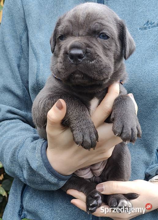 Cane Corso FCI Nowojewo