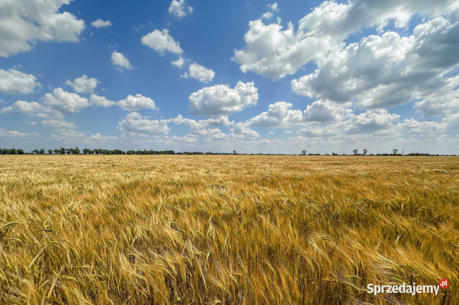 Jęczmień jary Tilmor materiał siewny podkarpackie