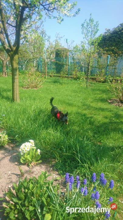 Ogródek działkowy 315m2 Gdynia ROD Okrętowiec