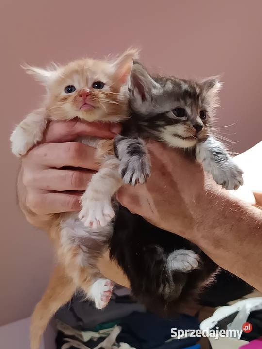 Śliczne kocięta Maine coon z rodowodem Prawęcin