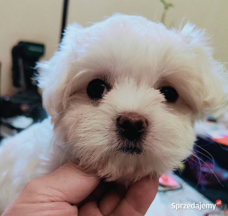 Maltańczykśliczna malutka sunia Warszawa