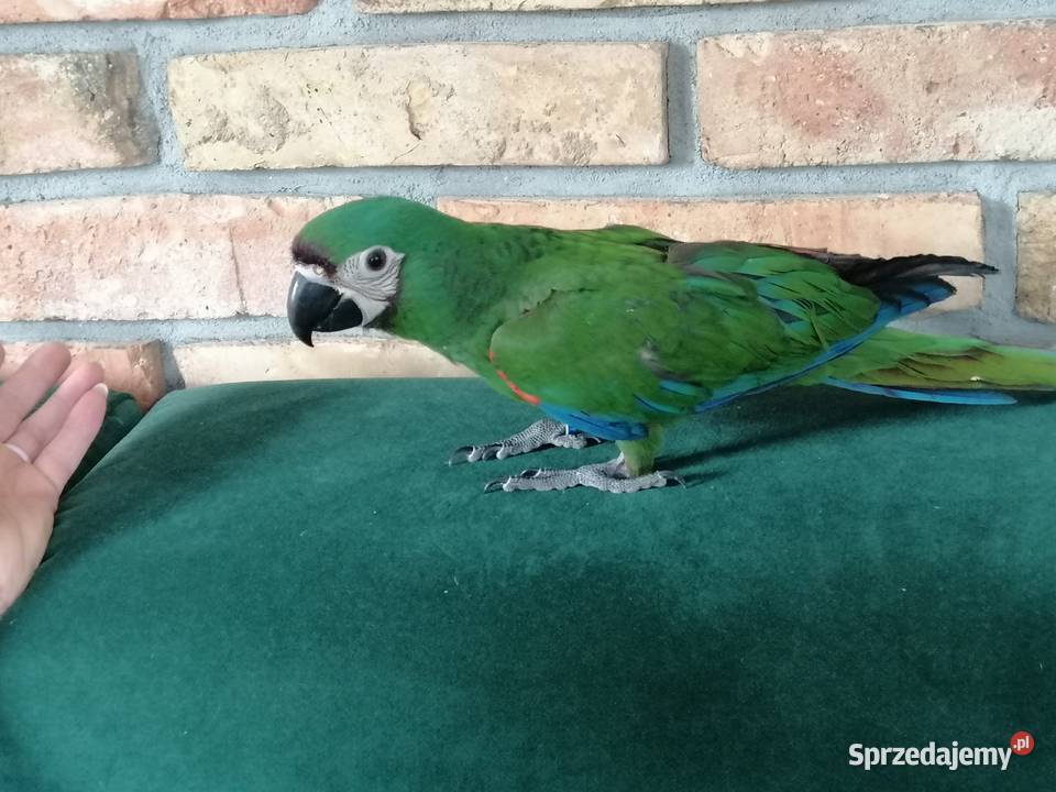 Ara Severa samiec Pamiątkowo