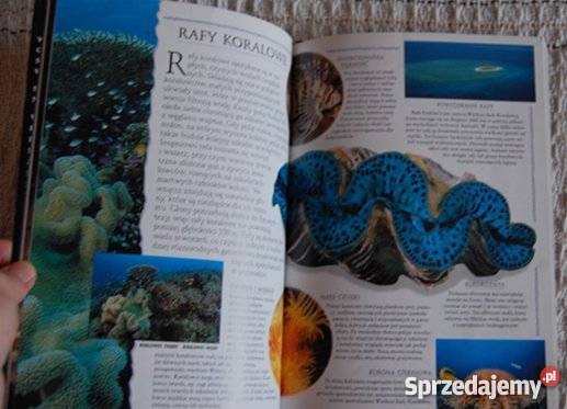 W głębinach oceanu Paul Bennett Białystok
