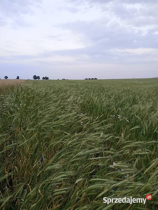Pszenica płaskurka łuskana 8 naturalna na mąkę i
