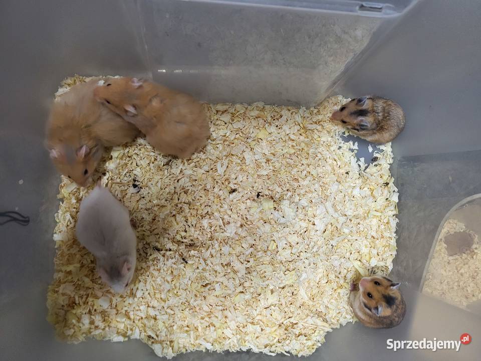 Chomiki syryjskie Wrocław