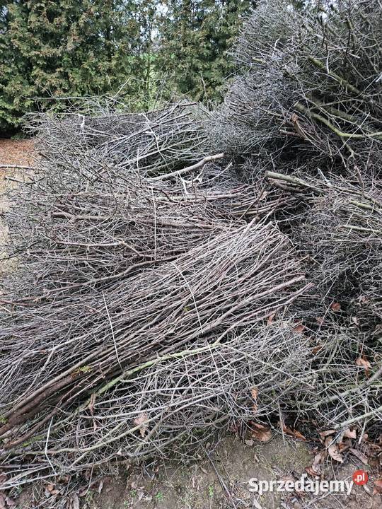 tarnina tężnia NA SKŁADZIE