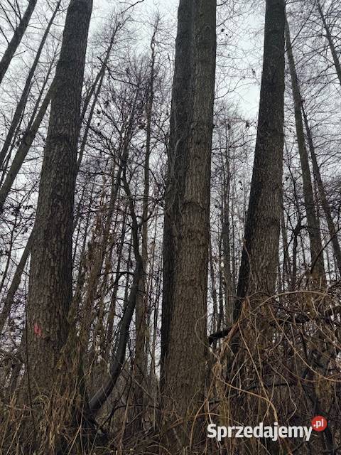 DRZEWA OLCHY DO SAMODZIELNEJ WYCINKI Kodeń sprzedam