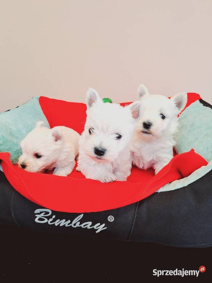 West suczki I pieski