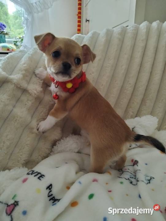 Chihuahua suczka Psy Konin