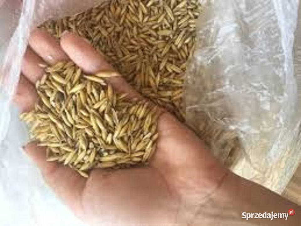 Owies Bingo ekologiczny świętokrzyskie Małogoszcz