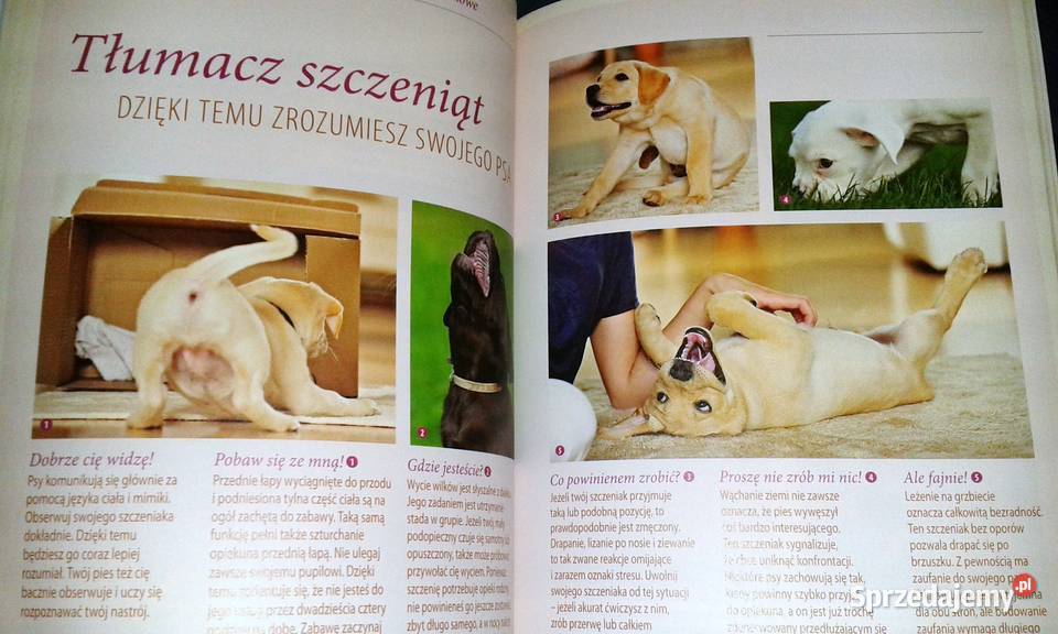 Wychowywanie psa Renate Jones