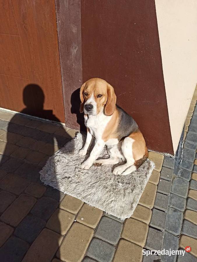 R w p r o d u k t o e Beagle randka pies Beagle Białka