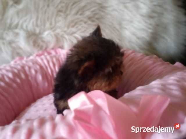 Yorkshire Terrier Śliczne Dziewczynki Maleńkich Olkusz sprzedam