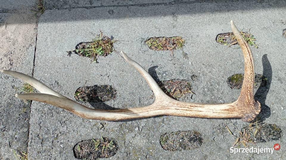 Poroże rogi 61 warmińsko-mazurskie Elbląg sprzedam