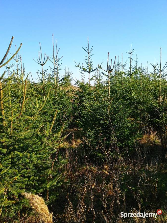 Sprzedaż hurtowa choinek Świerk Staszów