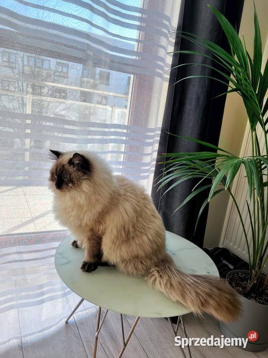 Roczny ragdoll z rodowodem szuka kochajacego mazowieckie Warszawa