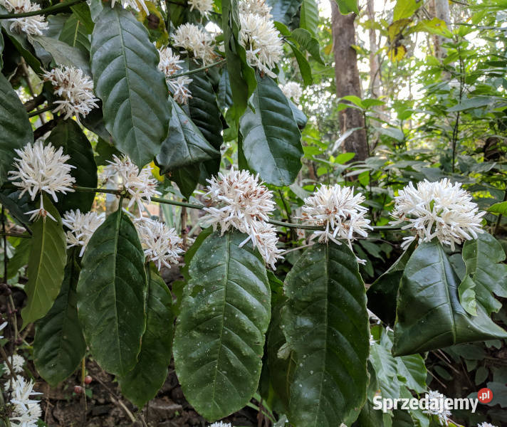 KAWA ARABSKA Coffea arabica NASIONA 100g