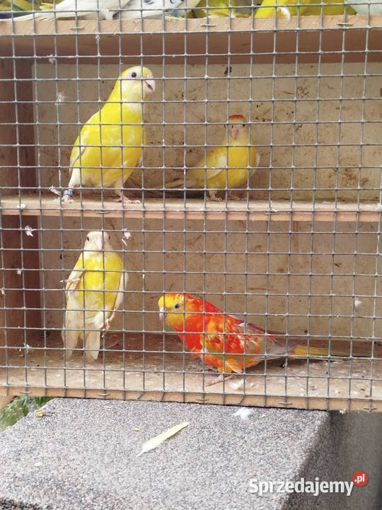 Sprzedam papugi faliste Bukowiec