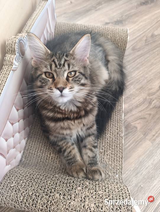 Kocurek Maine coon Maine Coon