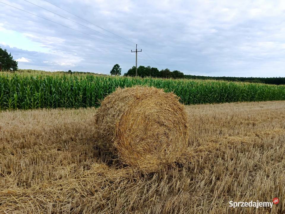 Bele słomy 130KR sprzedam