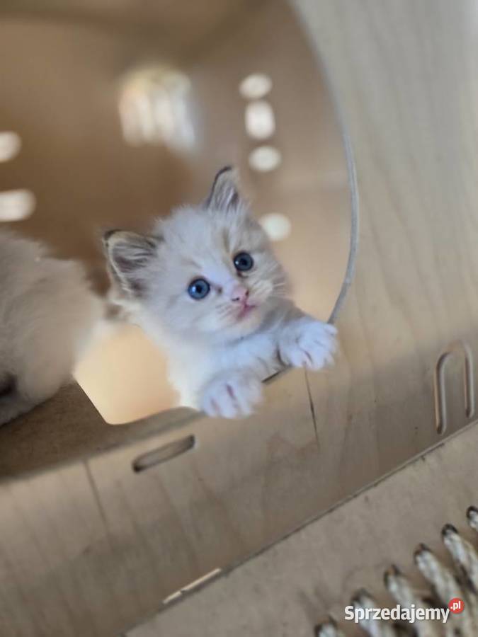 Ragdoll niespotykane kocięta w kolorze mink Zielona Góra