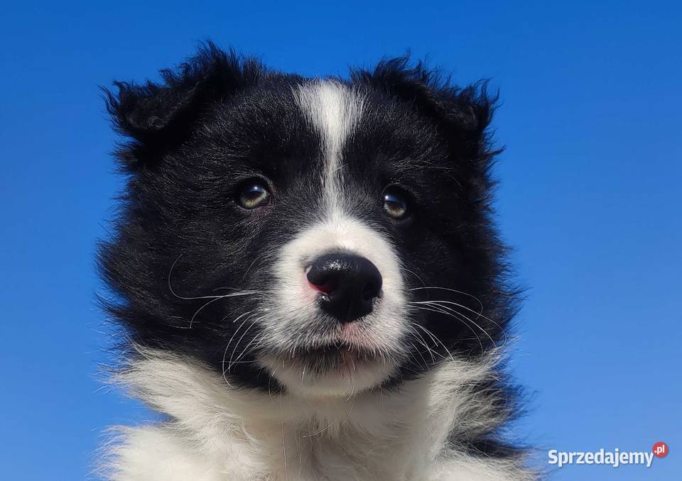 Pies Border Collie Rasowy Szczeniak z Hodowli podkarpackie Iwonicz sprzedam