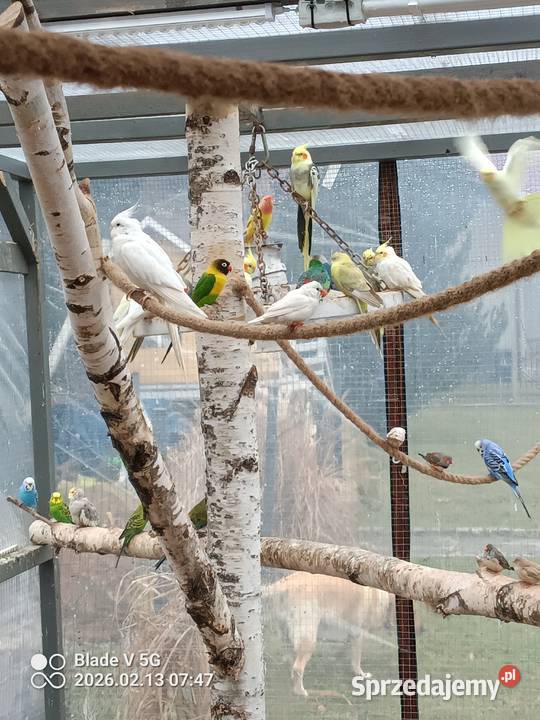 mam na sprzedaż nimfy różne mutacje Żabnica