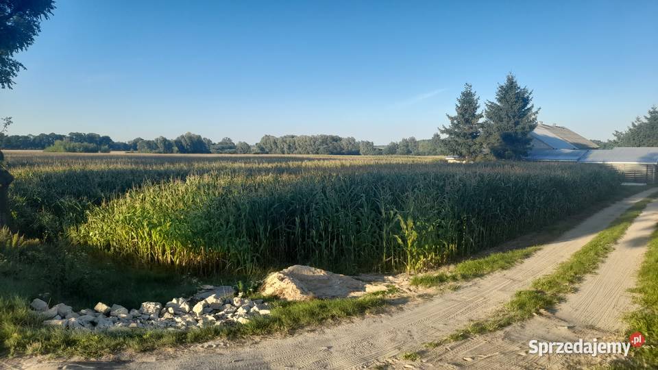 Kukurydza na kiszonkę Pozostałe Płonna