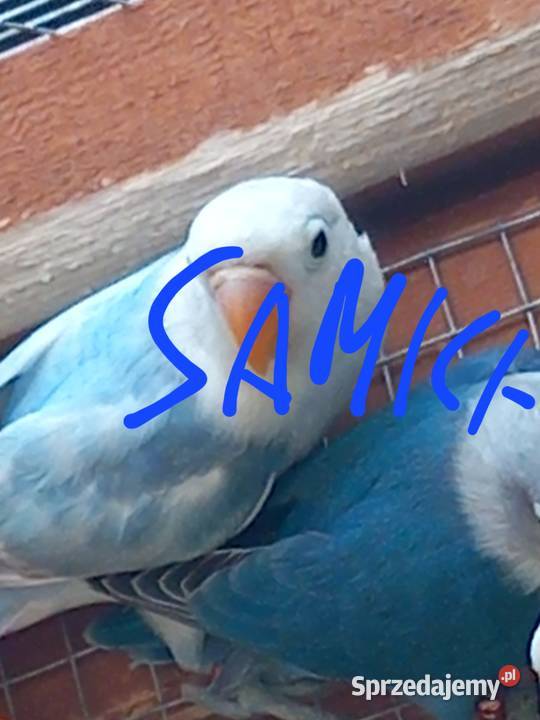 Papugi zmienią wolierę Zwierzęta Pilawa