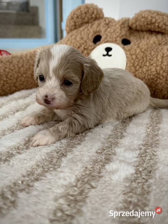 Maltipoo piękne dziewczynki