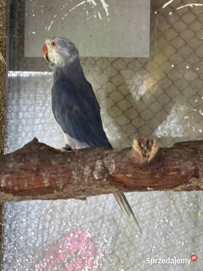 Papugi aleksandretty mazowieckie Ośnica sprzedam