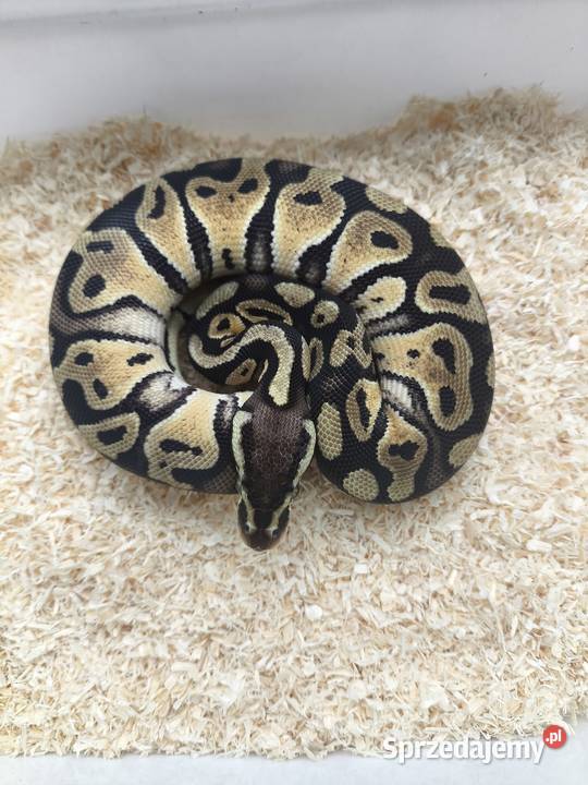 Pyton królewski samica 218