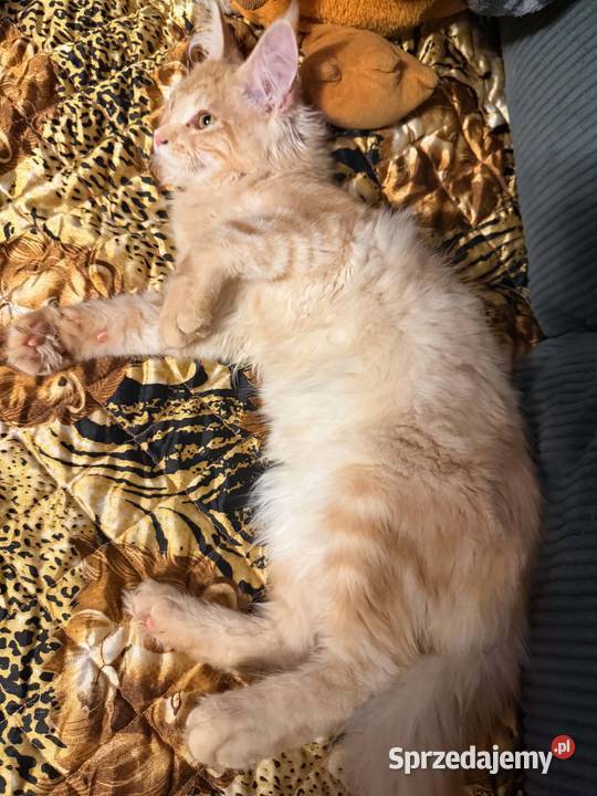 Gandalf cudowny Maine Coon Starogard Gdański sprzedam